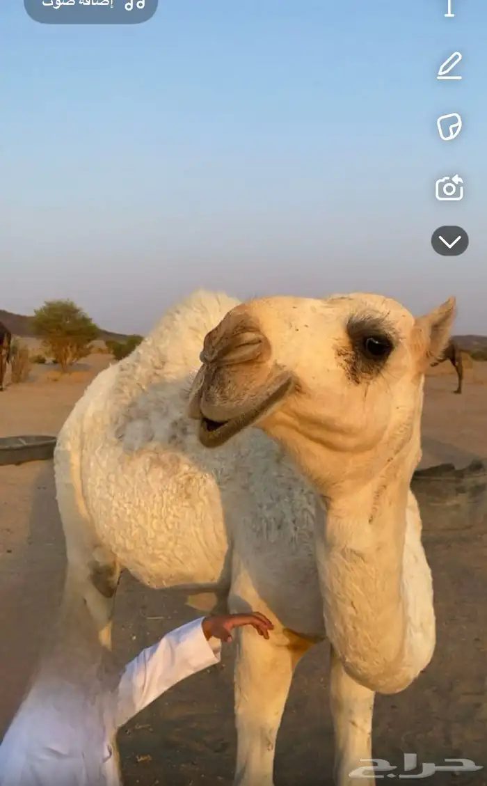للبيع بكره كفو 1
