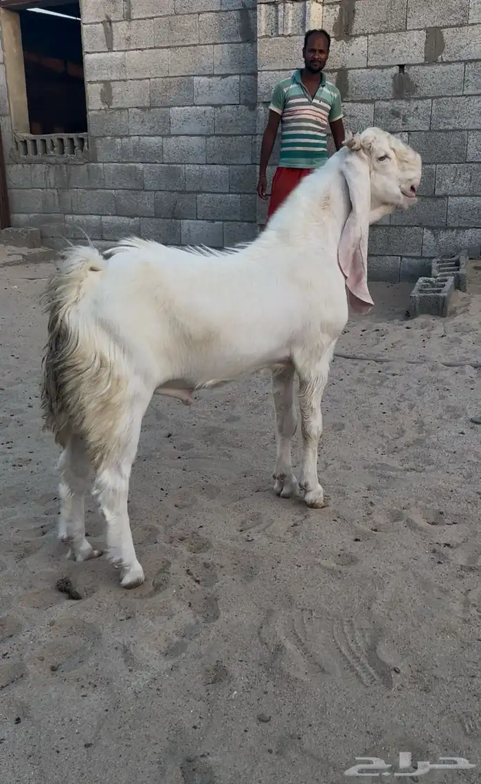 معزاء مطورات بيض برص بفحلها 1