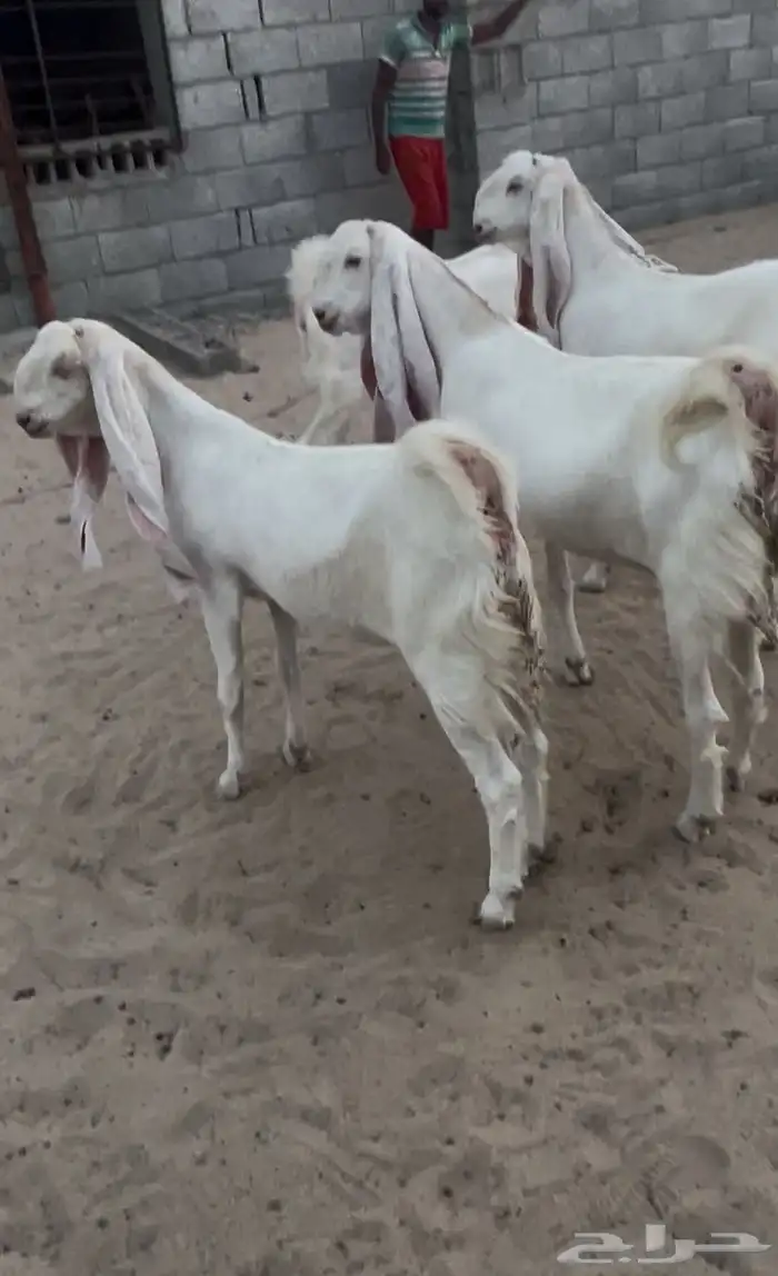 معزاء مطورات بيض برص بفحلها 5