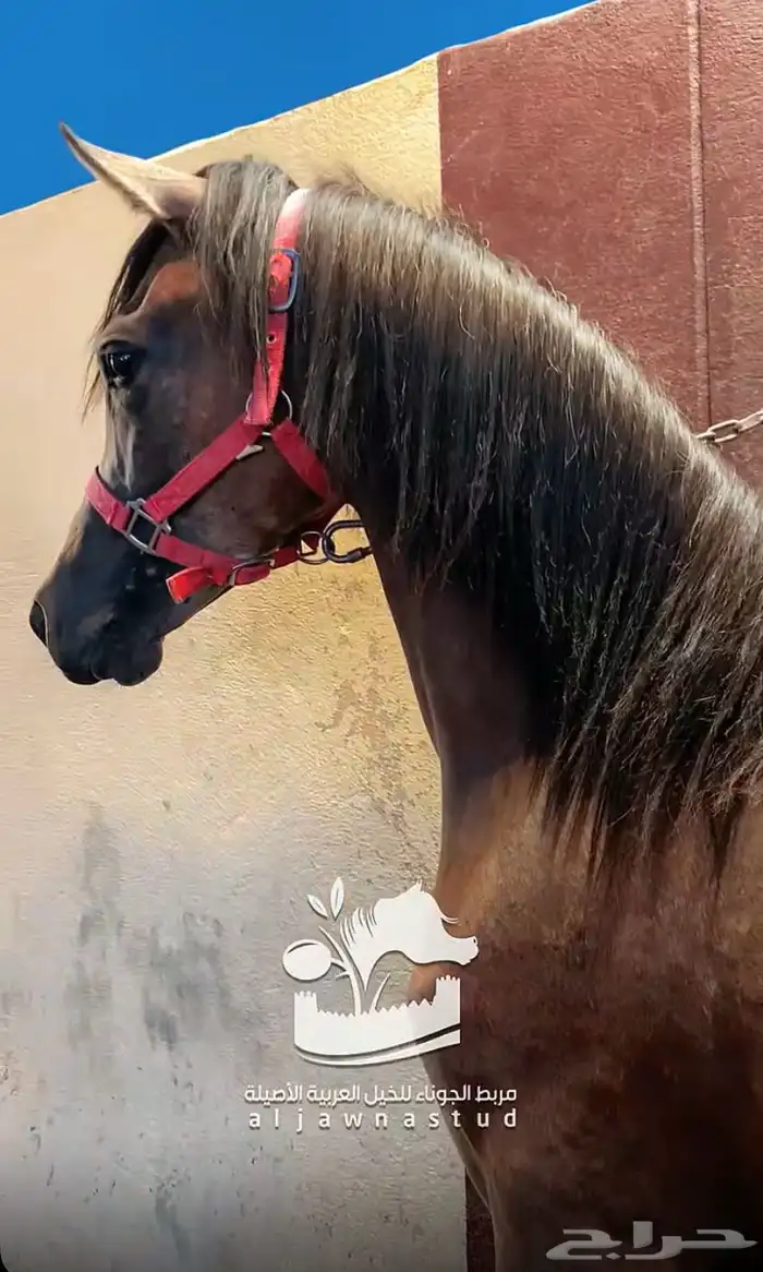 مهر شيخ 0