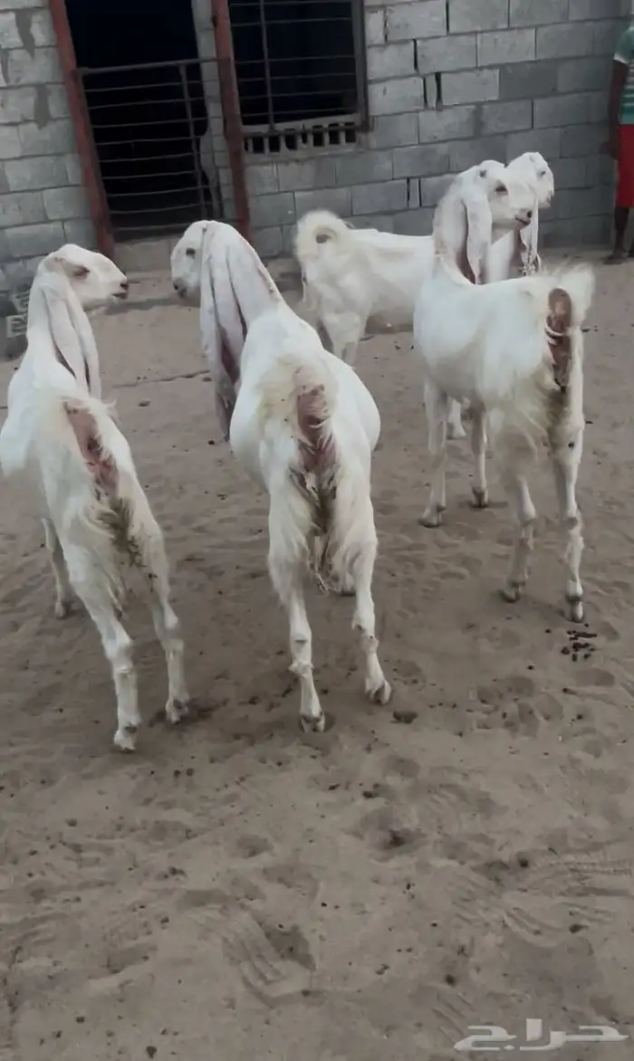 معزاء مطورات بيض برص بفحلها 4