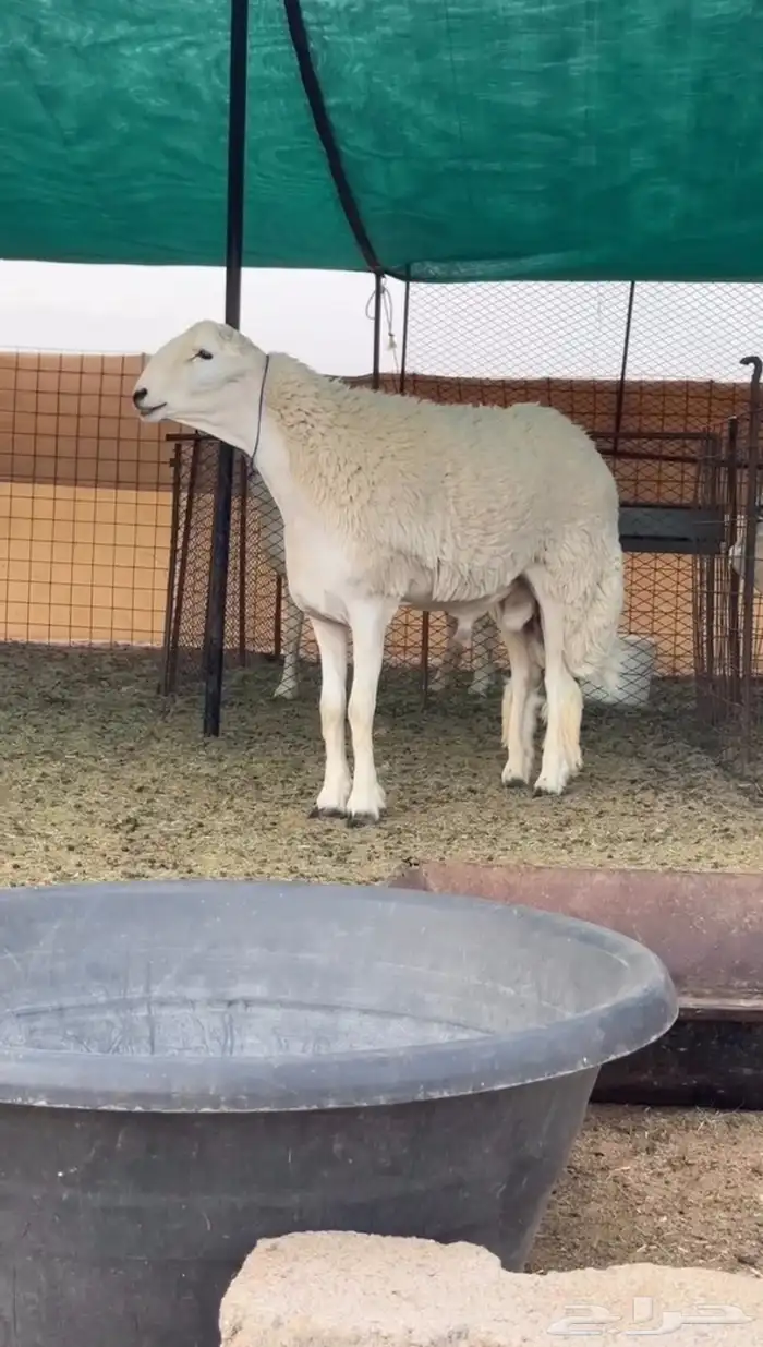 فحل حري صنف مشروط (تم البيع) 2