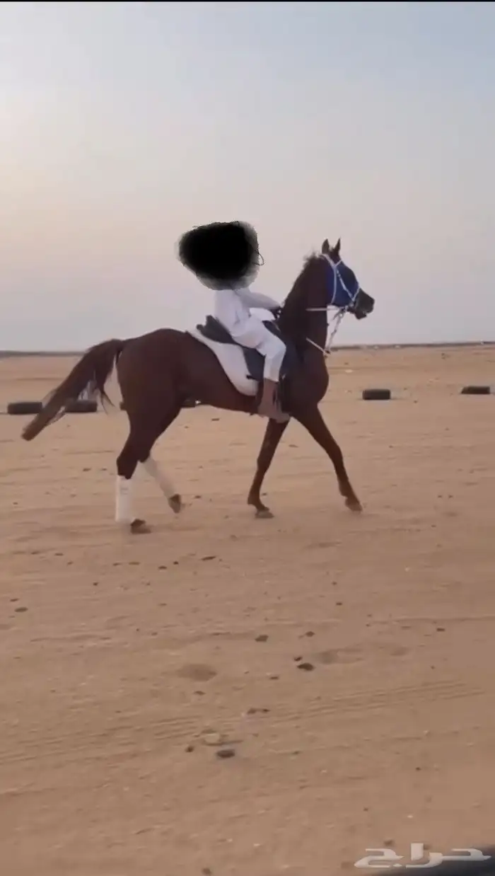 حصان شعبي سبق وطرب 0