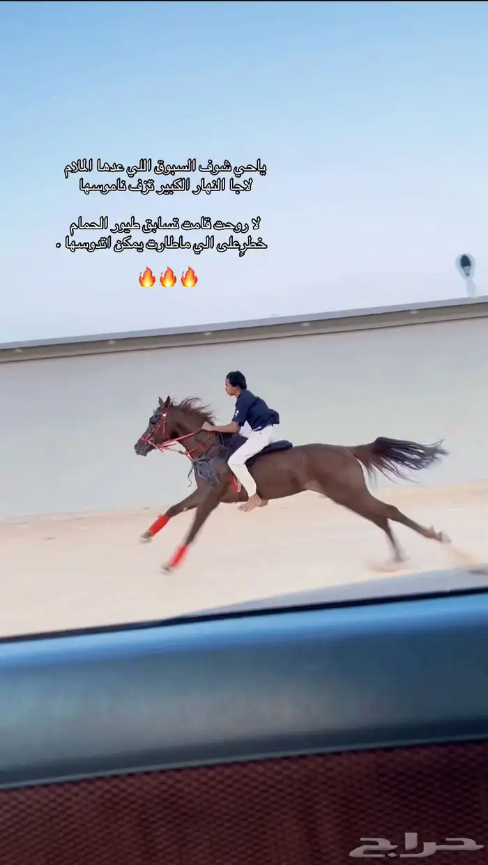 حصان شعبي سبق وطرب 1