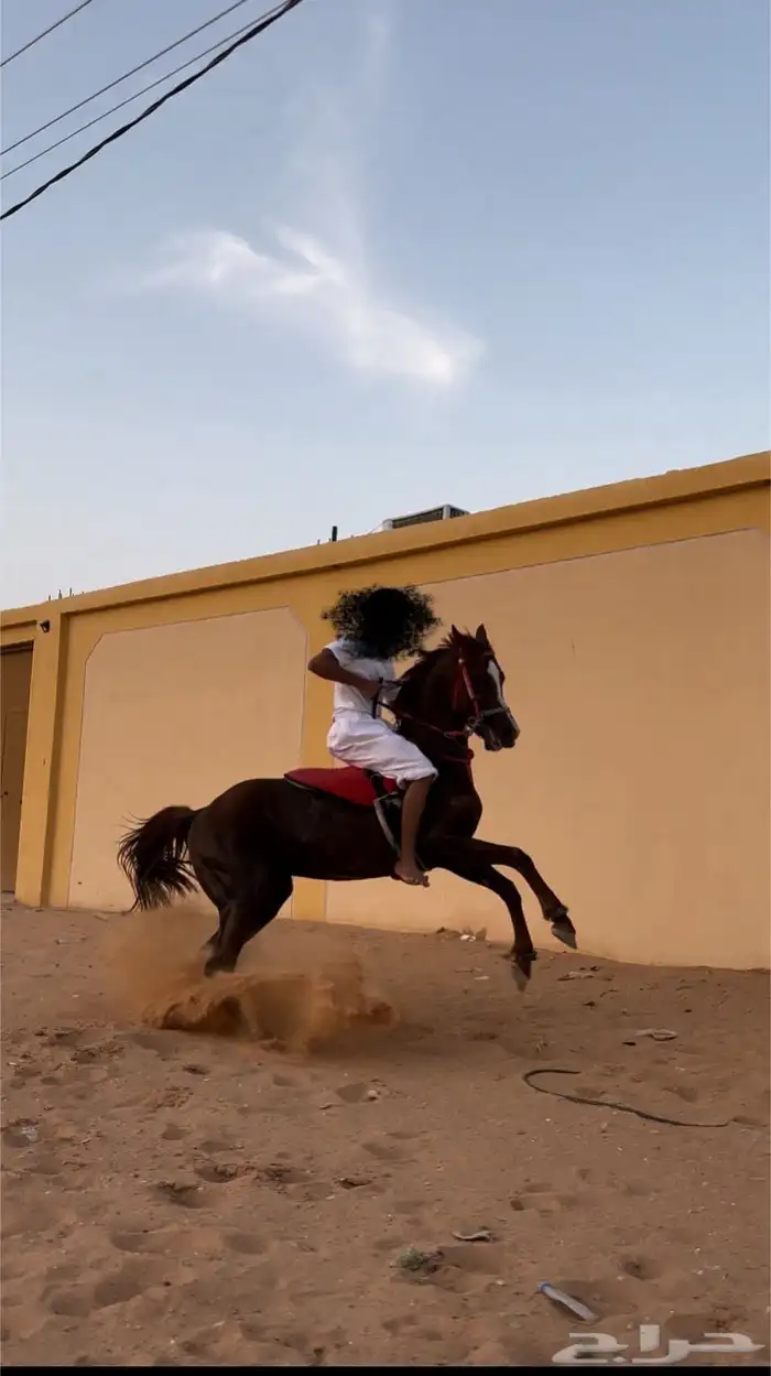 حصان شعبي سبق وطرب 6