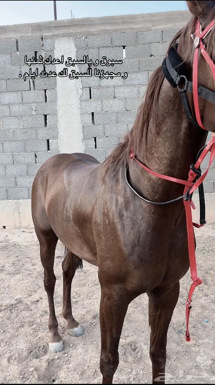 حصان شعبي سبق وطرب 4