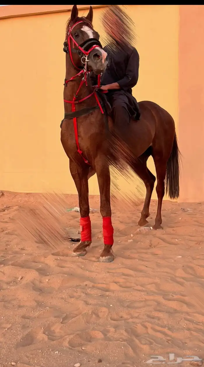 حصان شعبي سبق وطرب 5