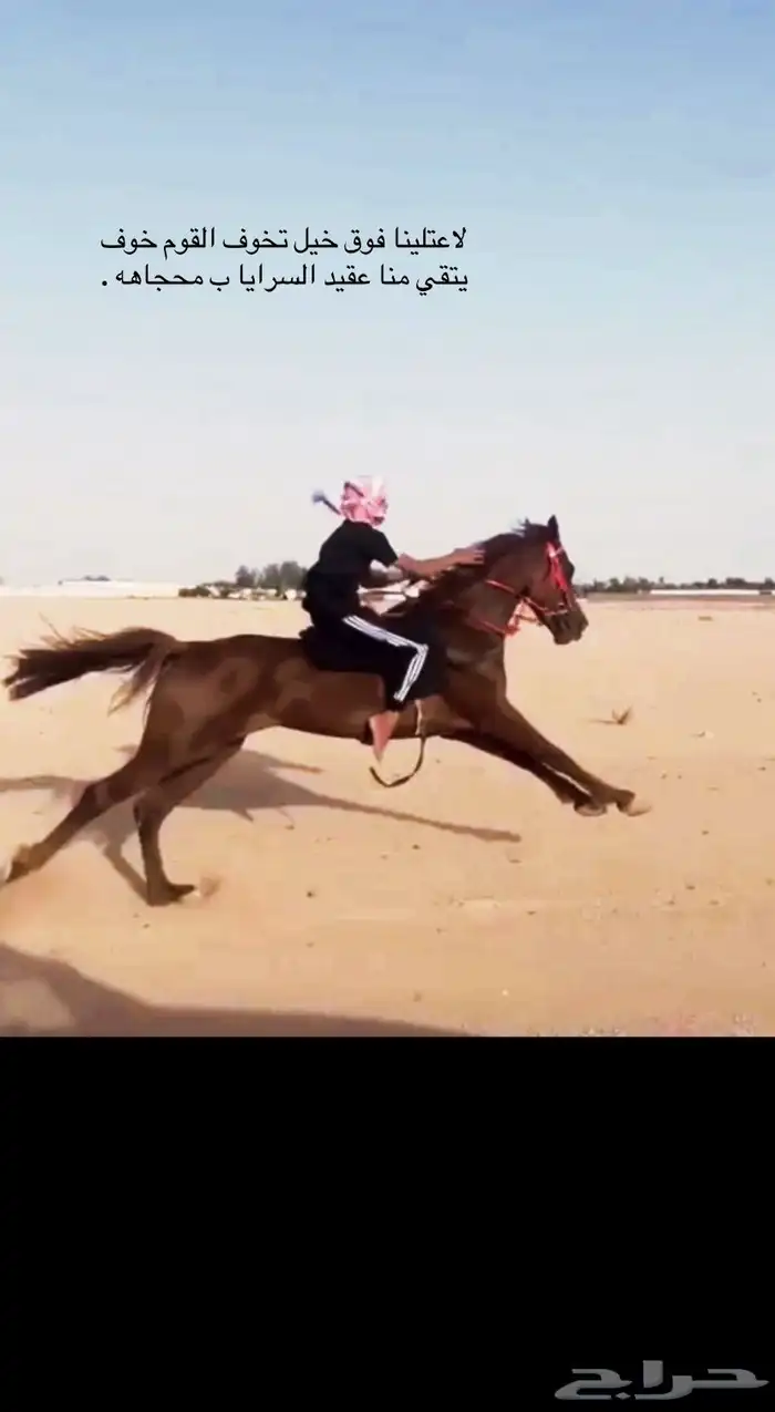 حصان شعبي سبق وطرب 2