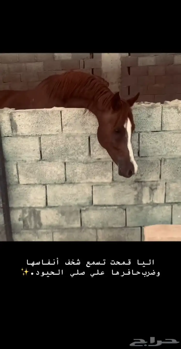 حصان شعبي سبق وطرب 3