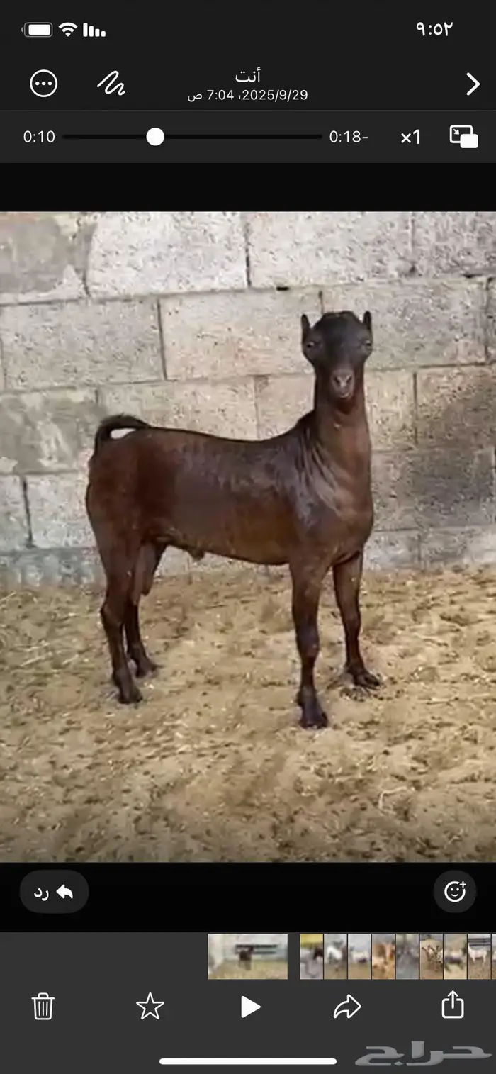 تيس ادهم عماني صلالي 1