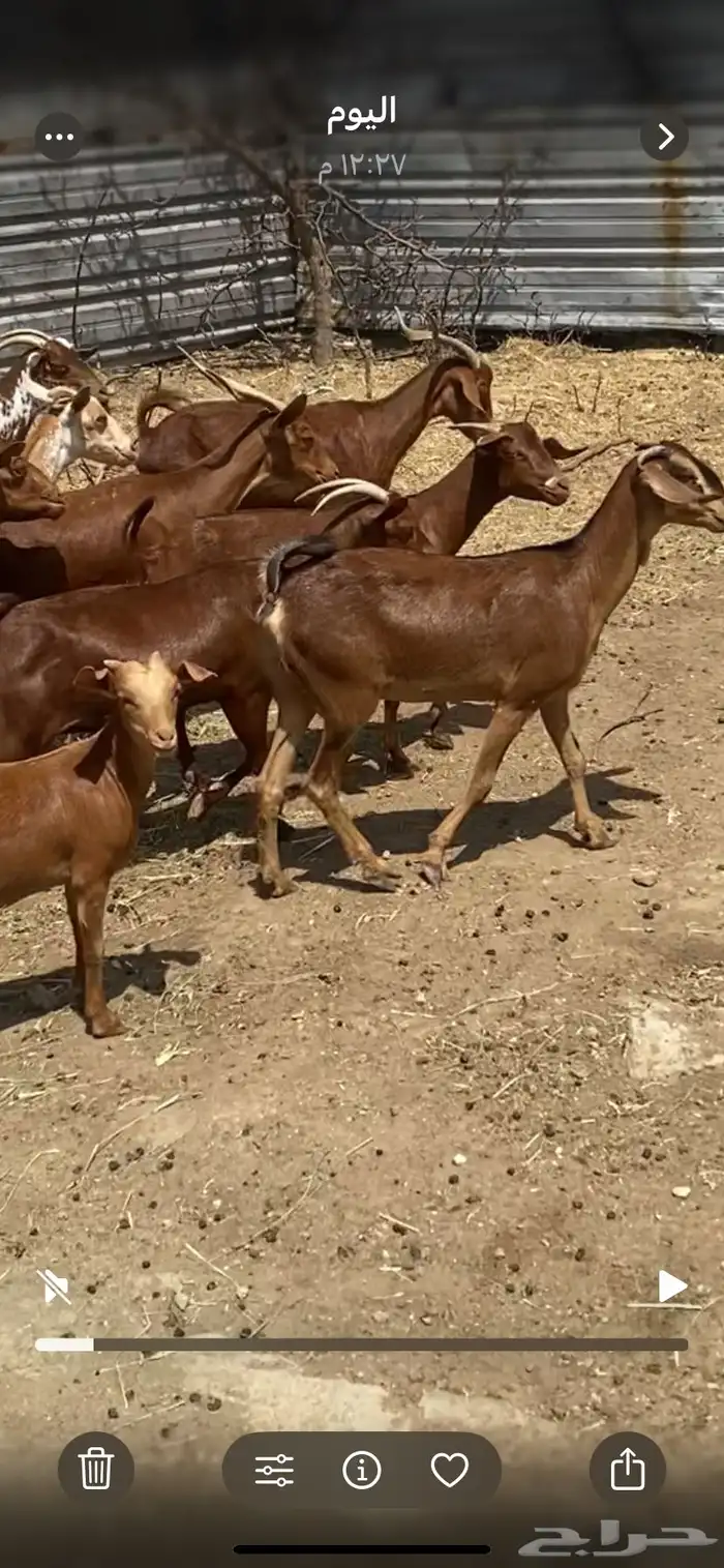 معزا جنوبيات جمله وتفريد 6