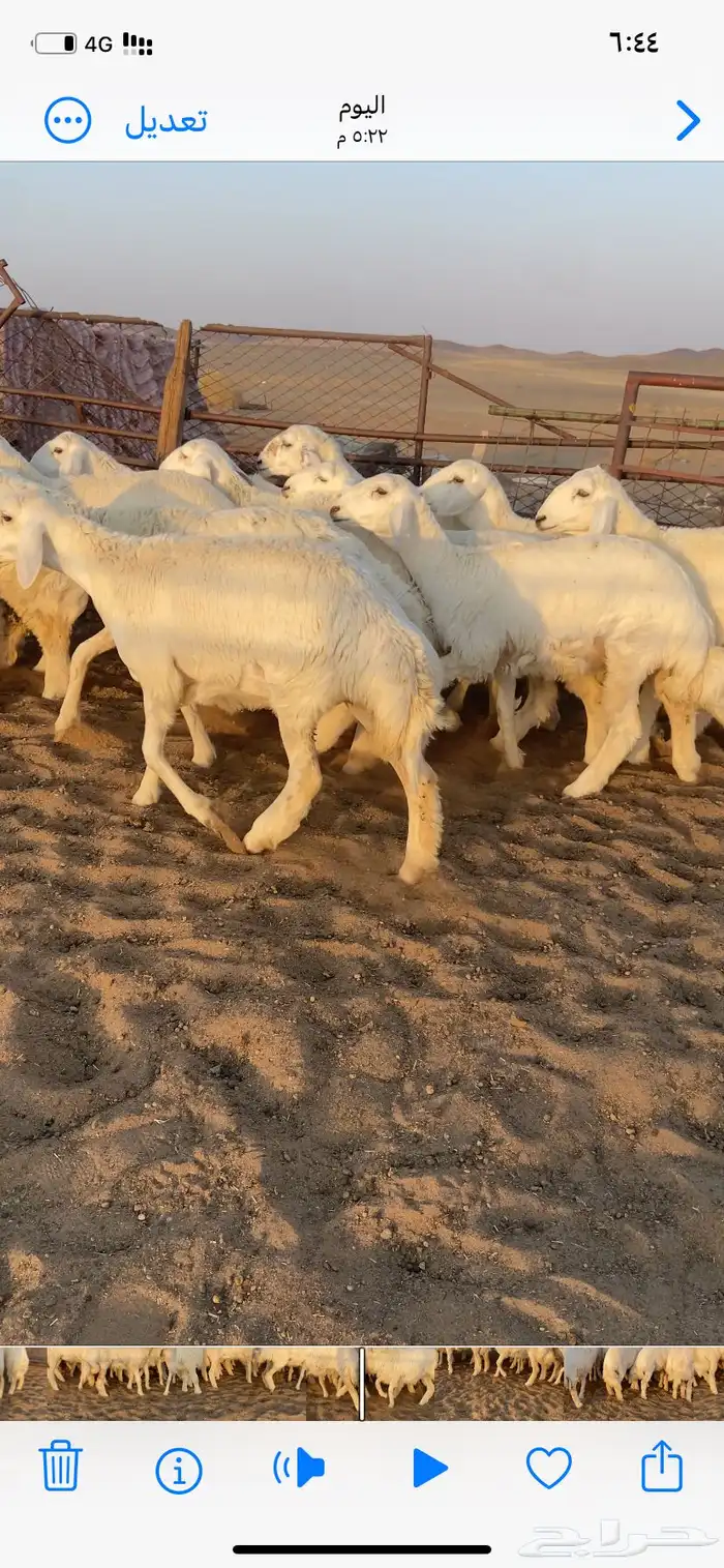 رخال صنف. مقاني 6