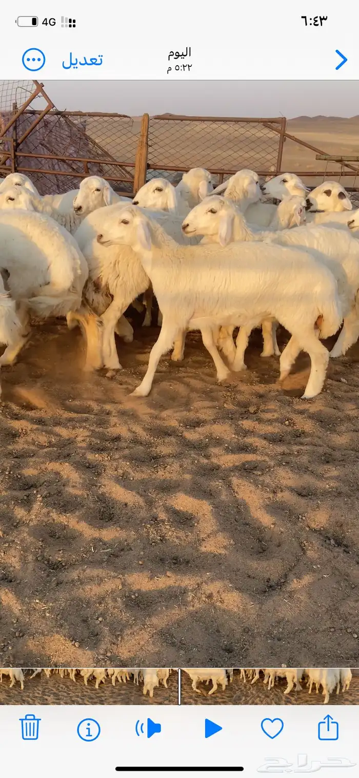 رخال صنف. مقاني 14