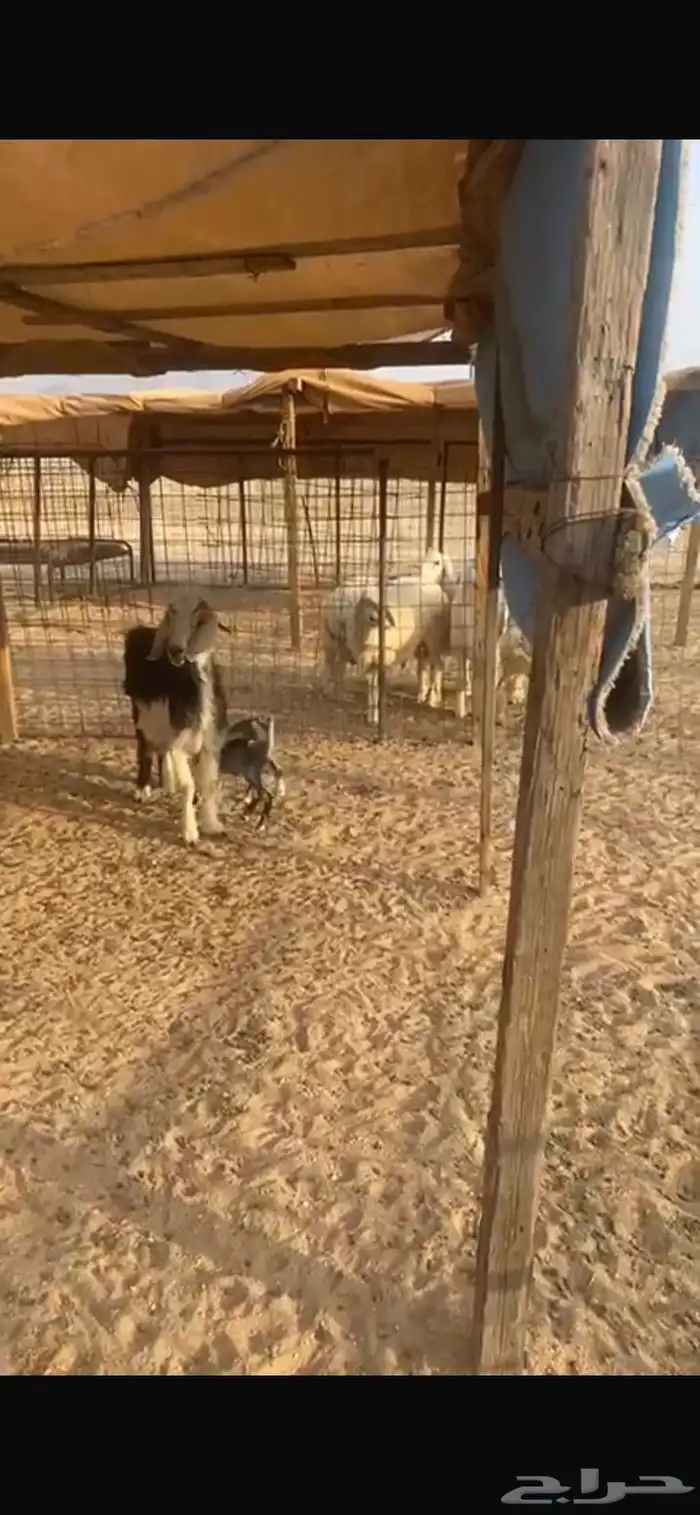 عنز متاوم 0