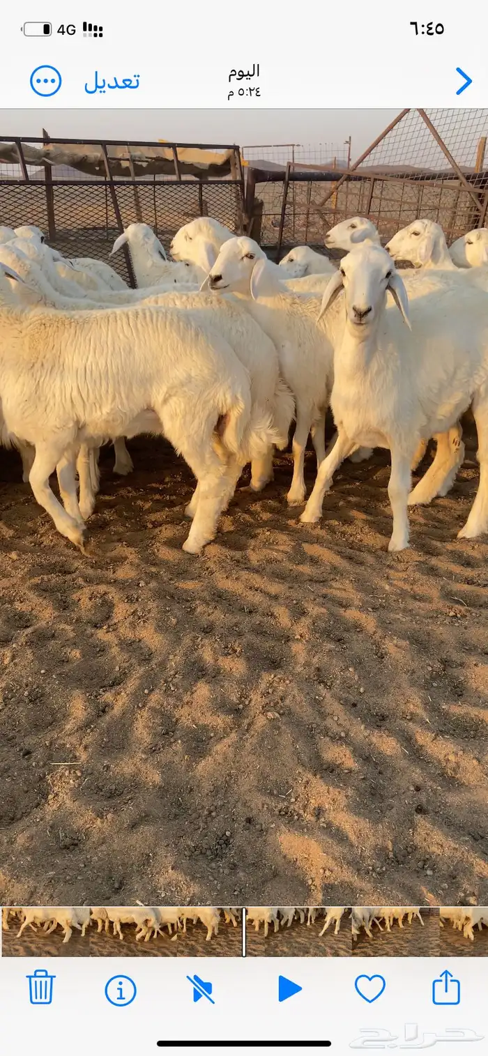 رخال صنف. مقاني 5