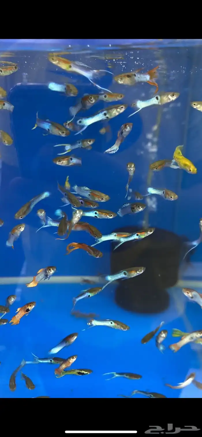 متوفر جميع انواع اسماك الزينة جملة و قطاعي متوفر سمك بحري 17