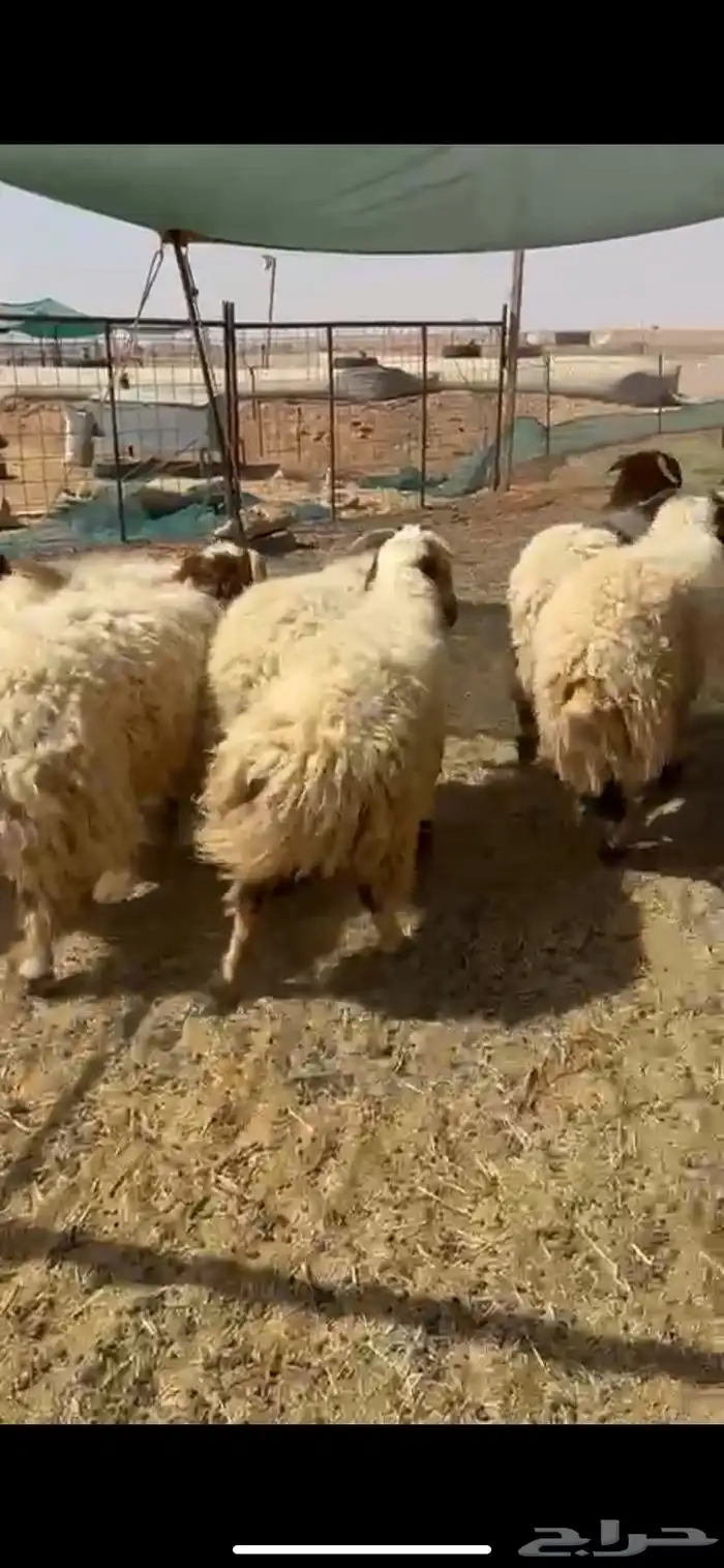 للبيع بهم 4