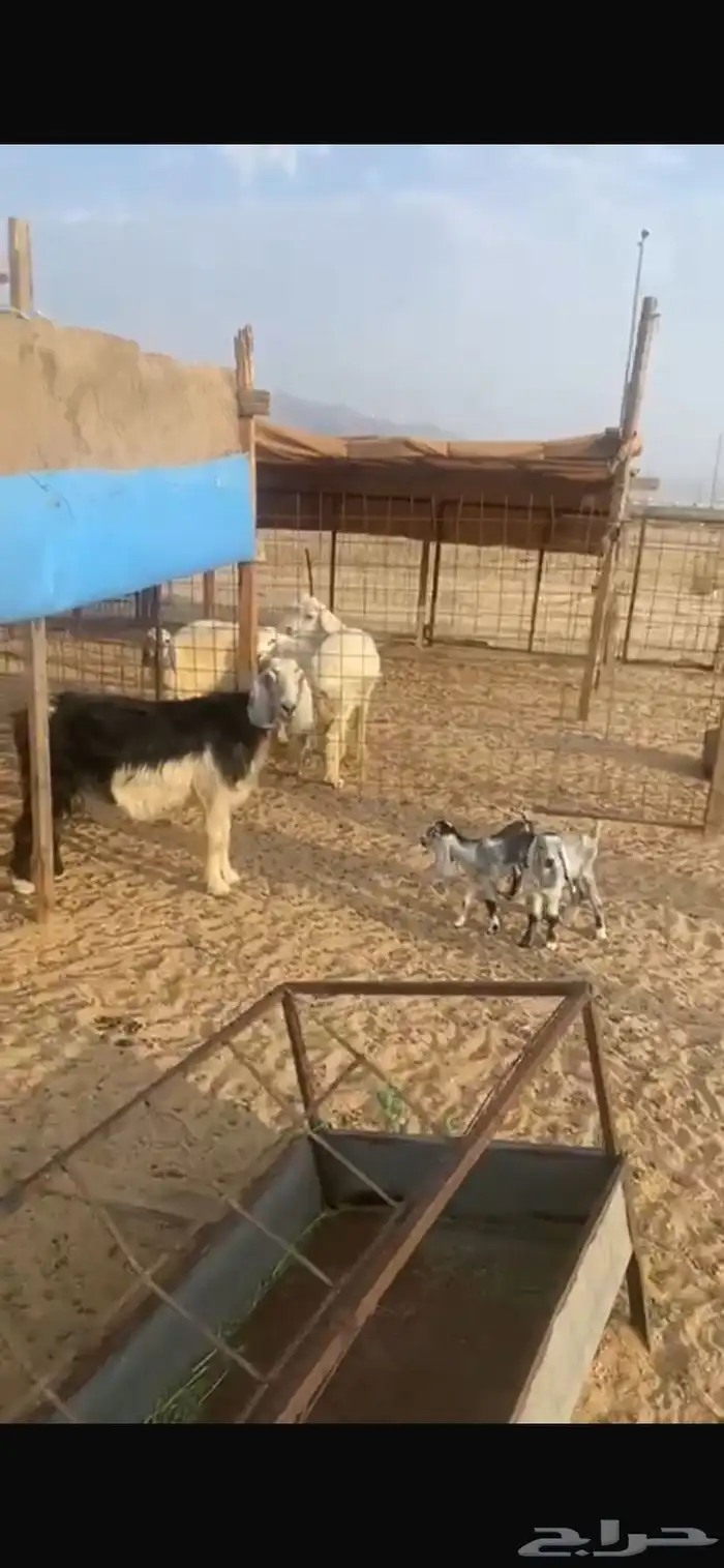 عنز متاوم 2