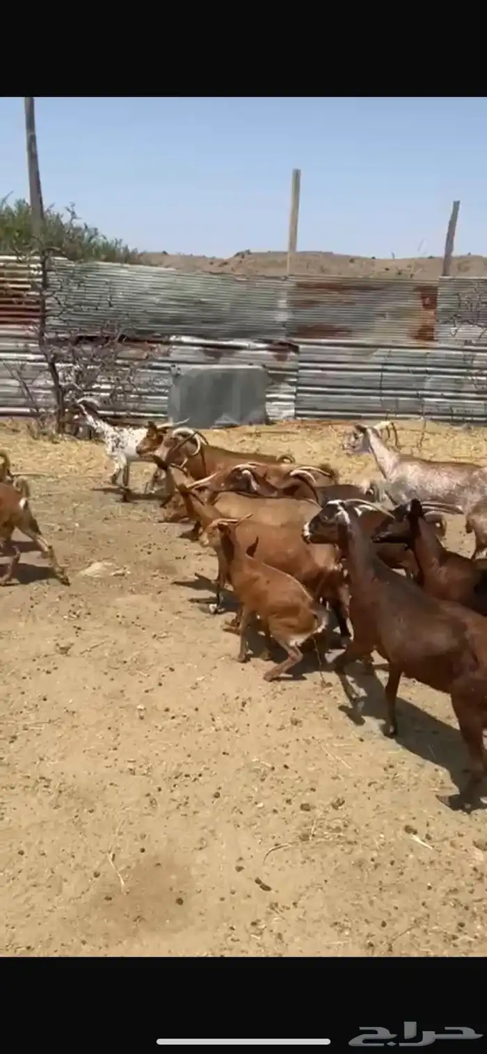 معزا جنوبيات جمله وتفريد 3