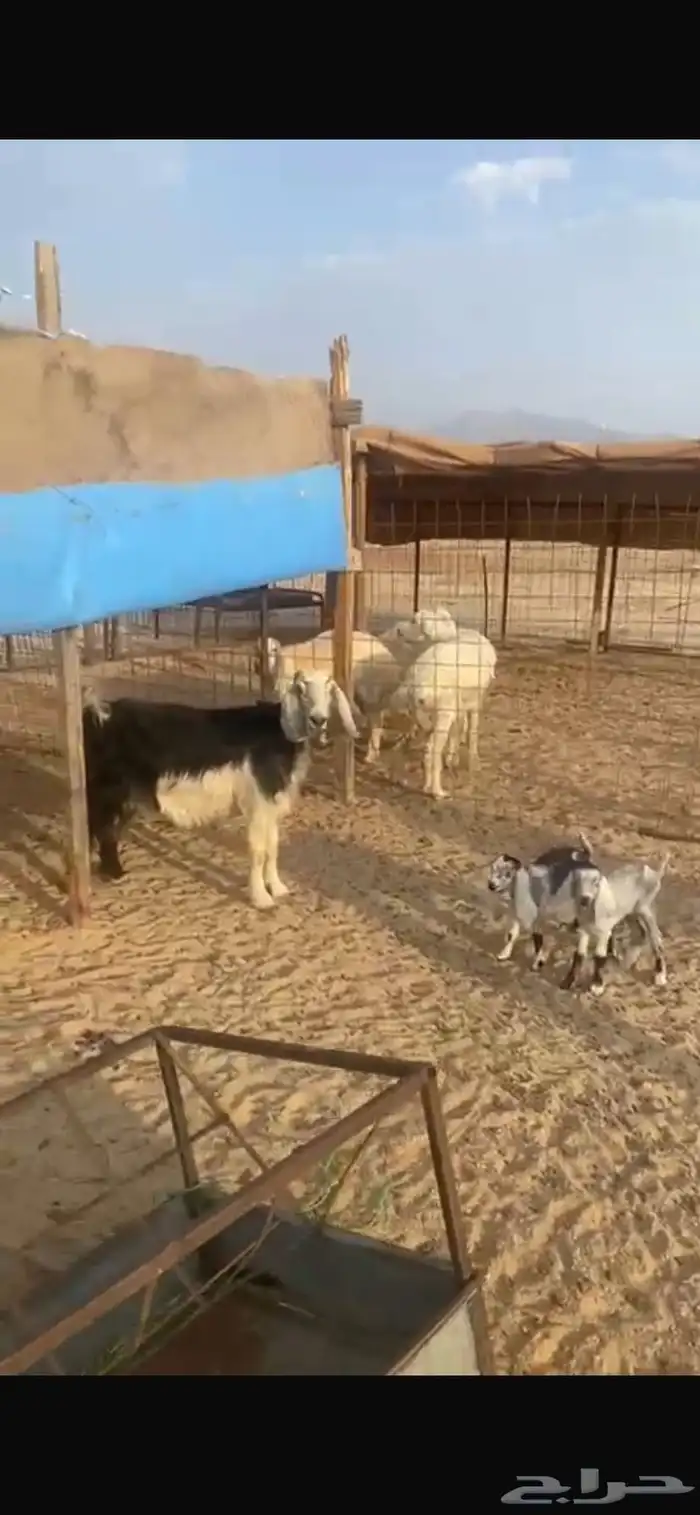 عنز متاوم 5