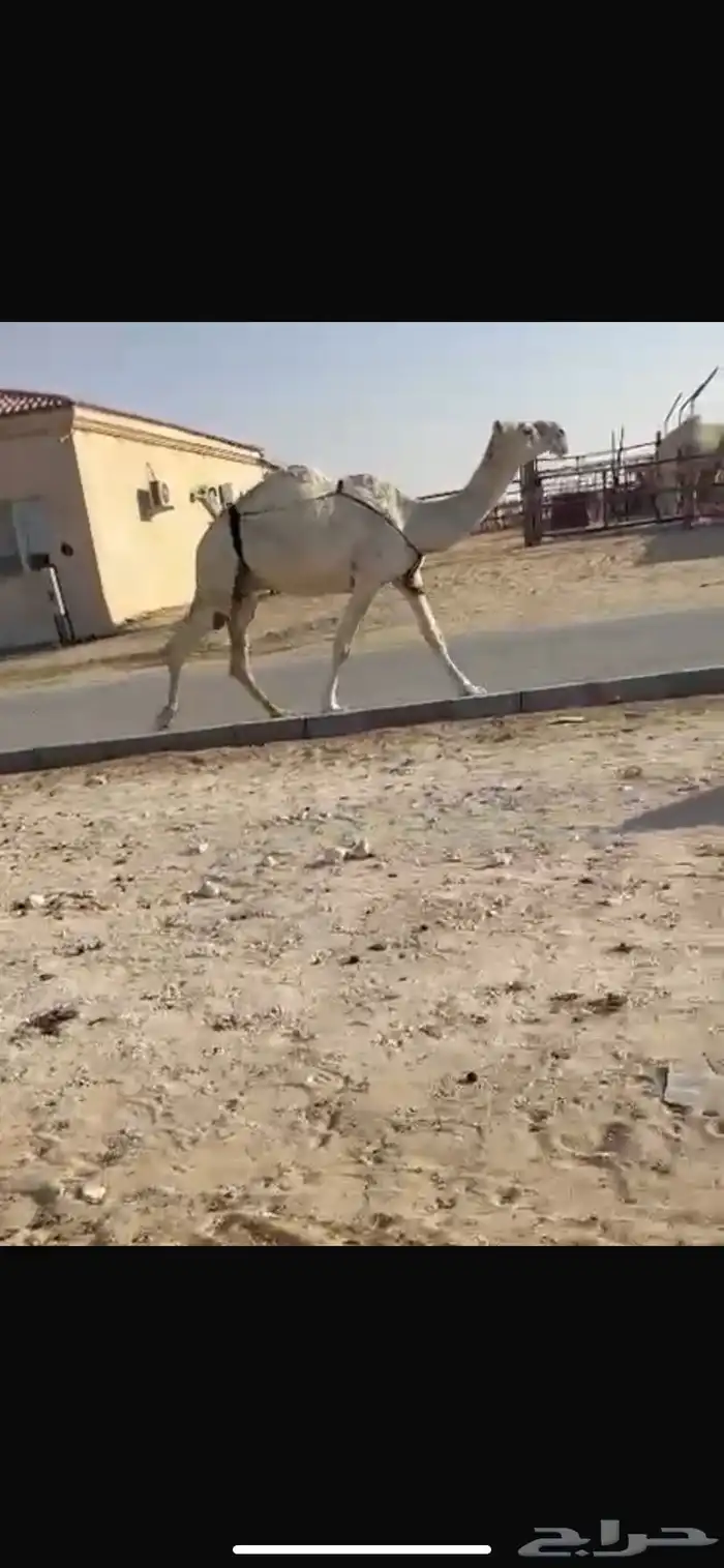 ضرايب 4