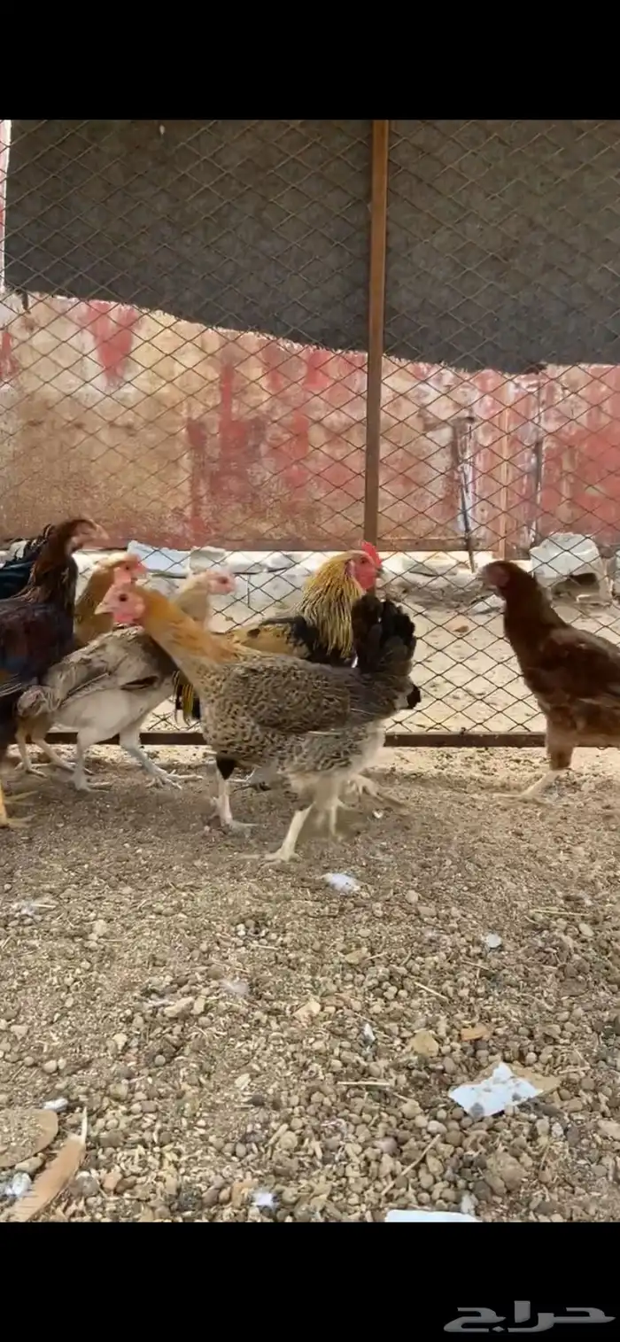 دجاج عربي وبلدي 3