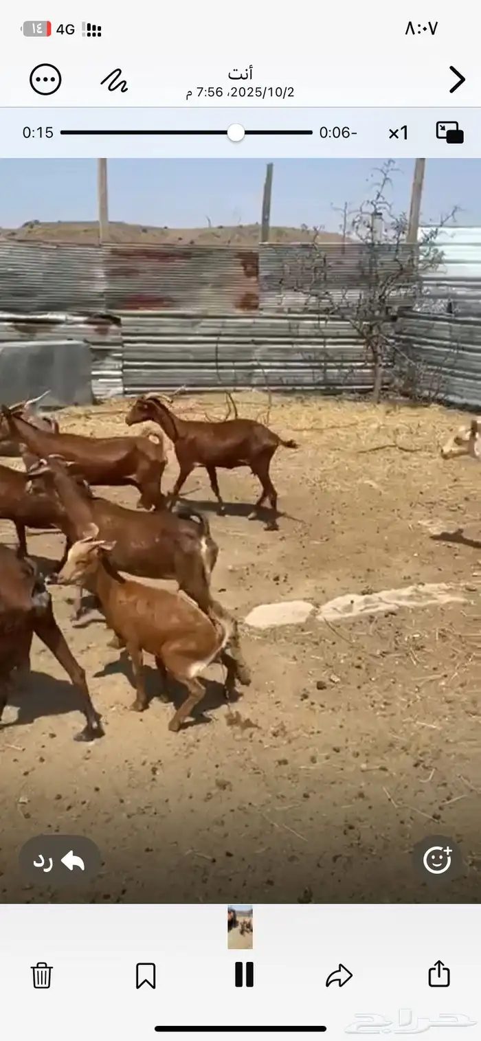 معزا جنوبيات جمله وتفريد 7