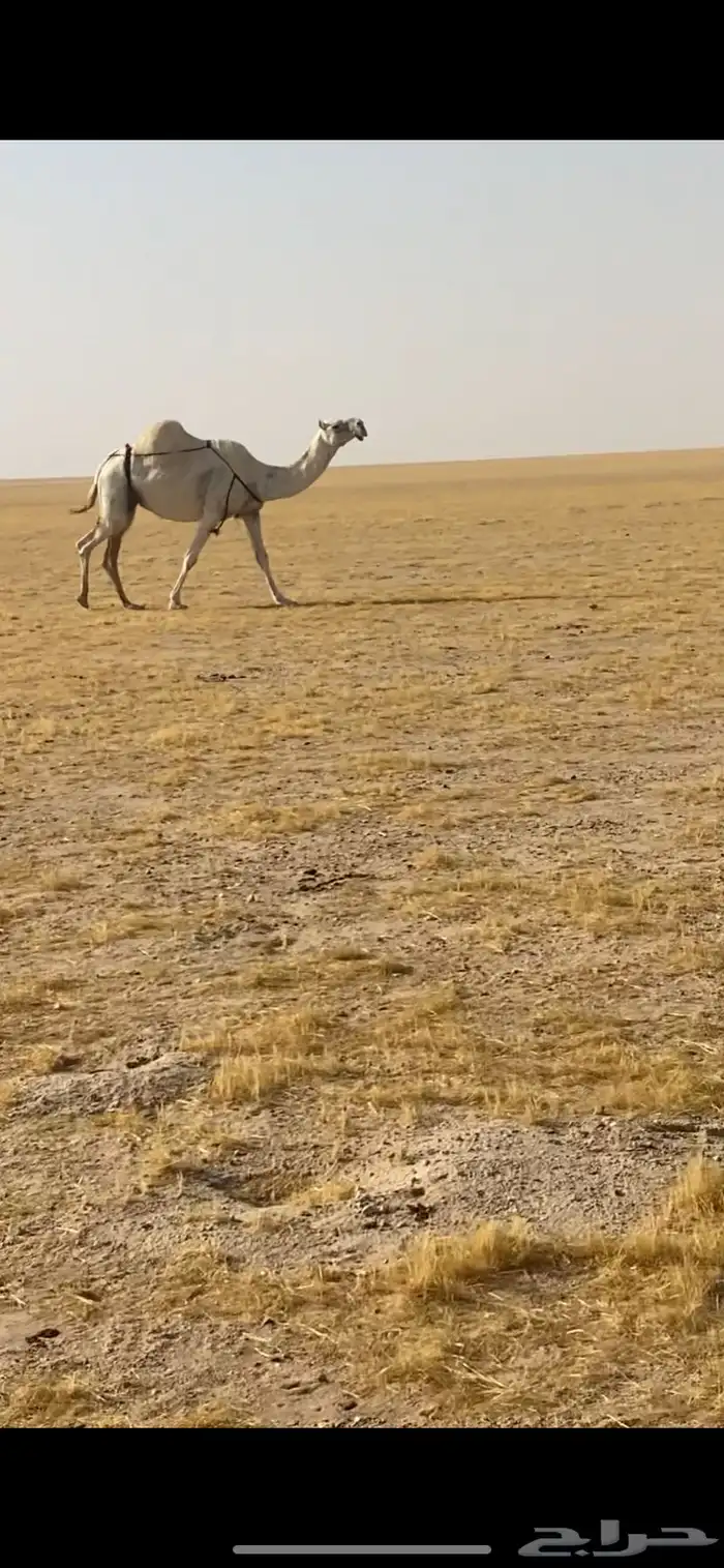 لقحه ملاقي 0