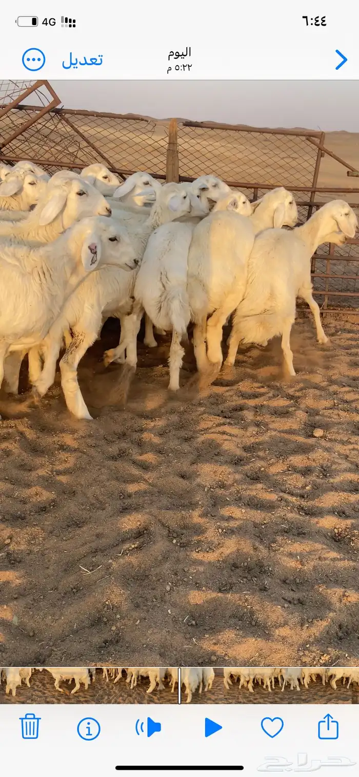 رخال صنف. مقاني 7