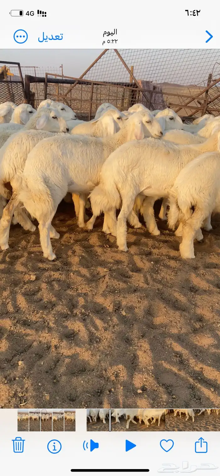رخال صنف. مقاني 9