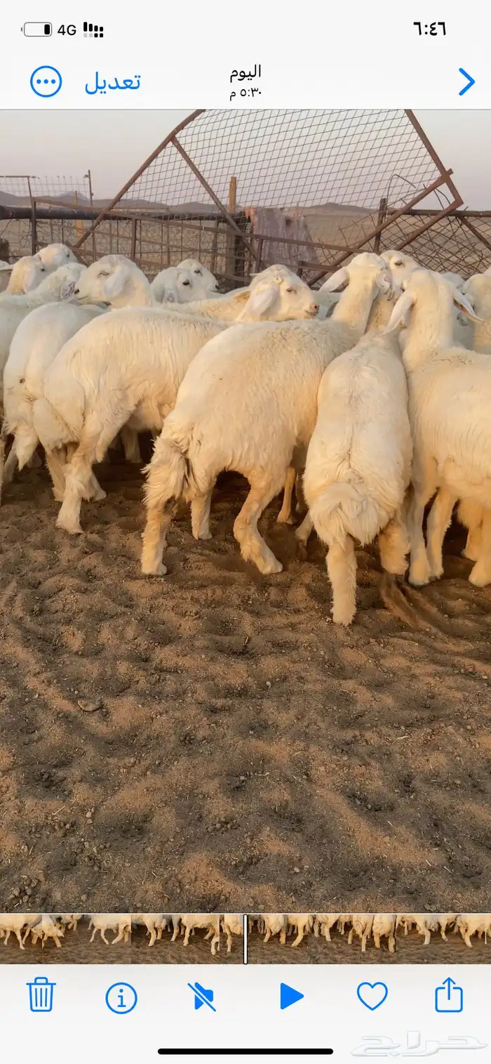 رخال صنف. مقاني 0