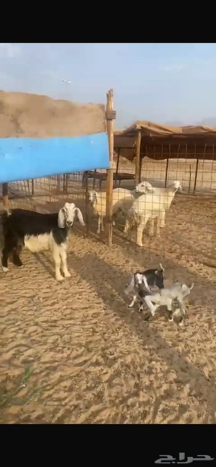 عنز متاوم 4