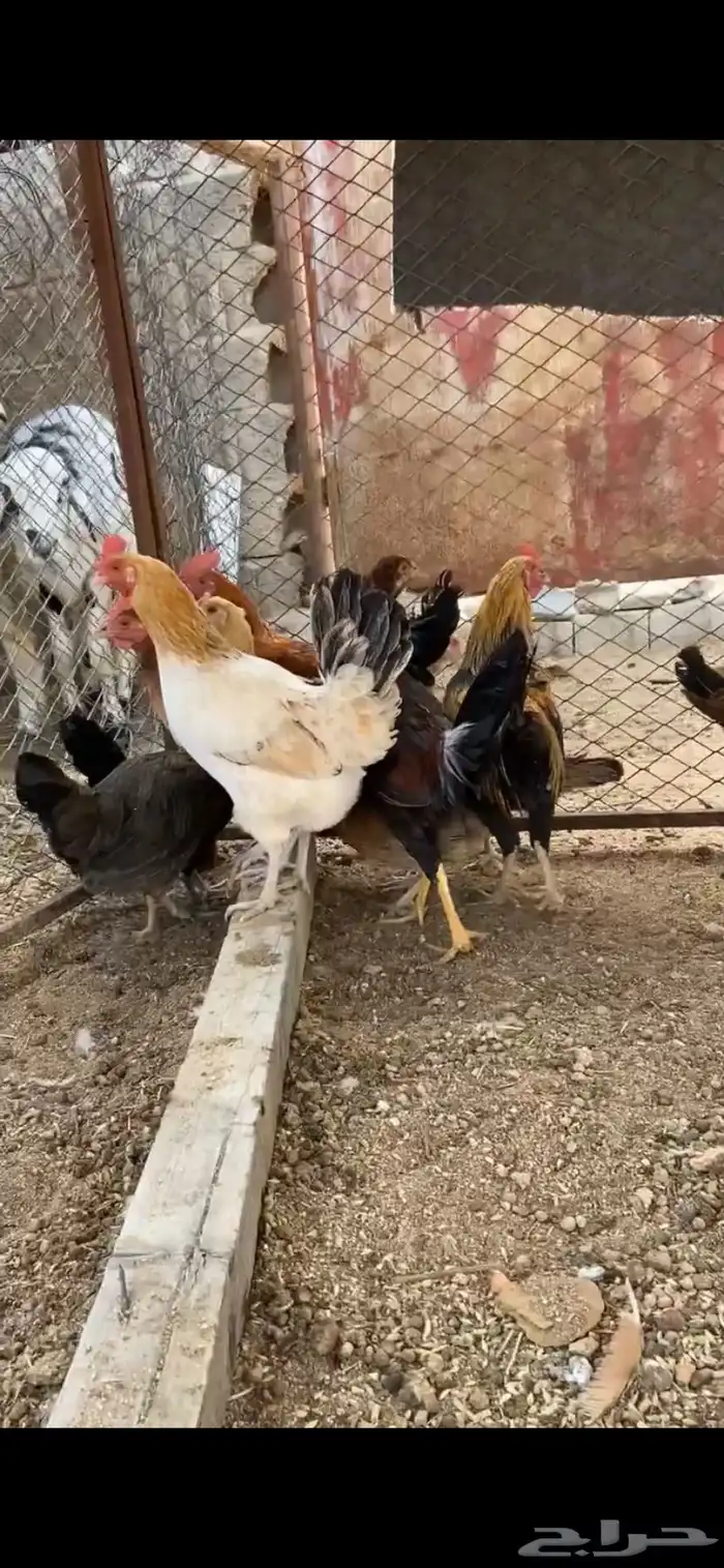 دجاج عربي وبلدي 0