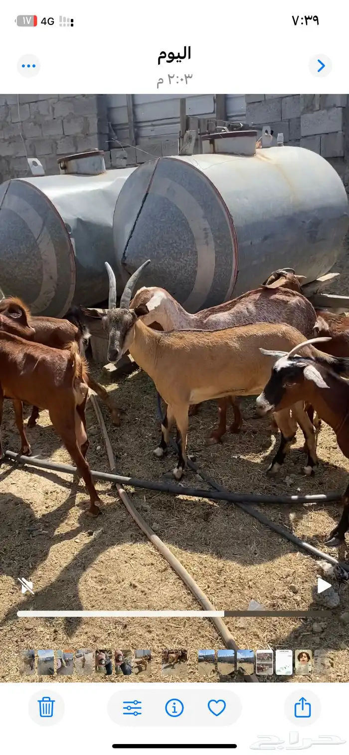 معزا جنوبيات جمله وتفريد 2
