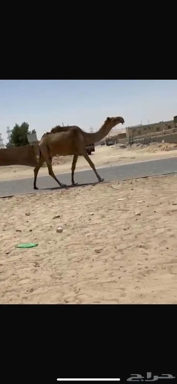 ضرايب 0