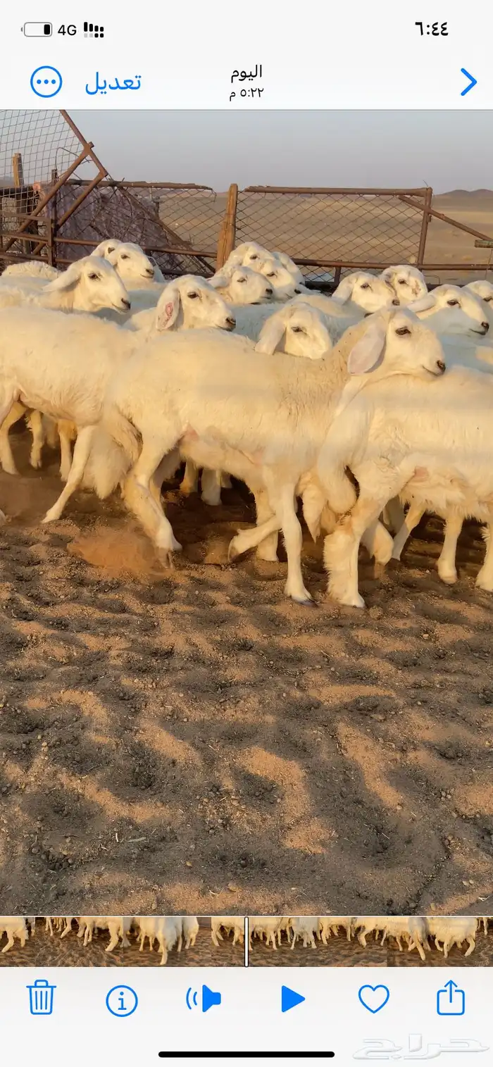 رخال صنف. مقاني 8