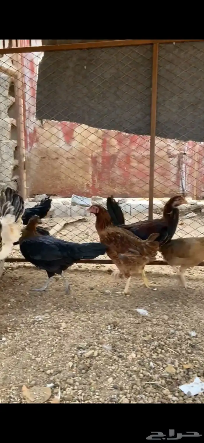 دجاج عربي وبلدي 4