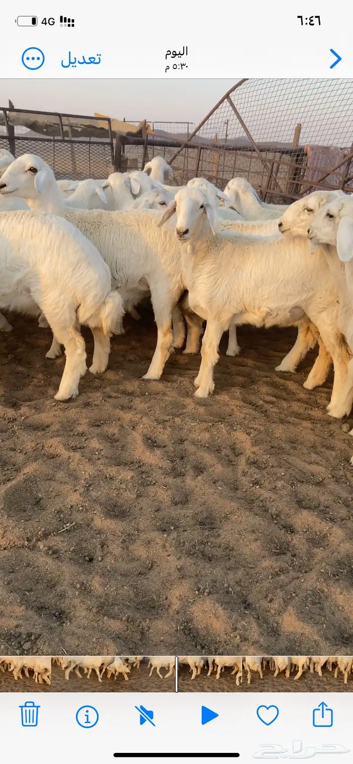 رخال صنف. مقاني 1