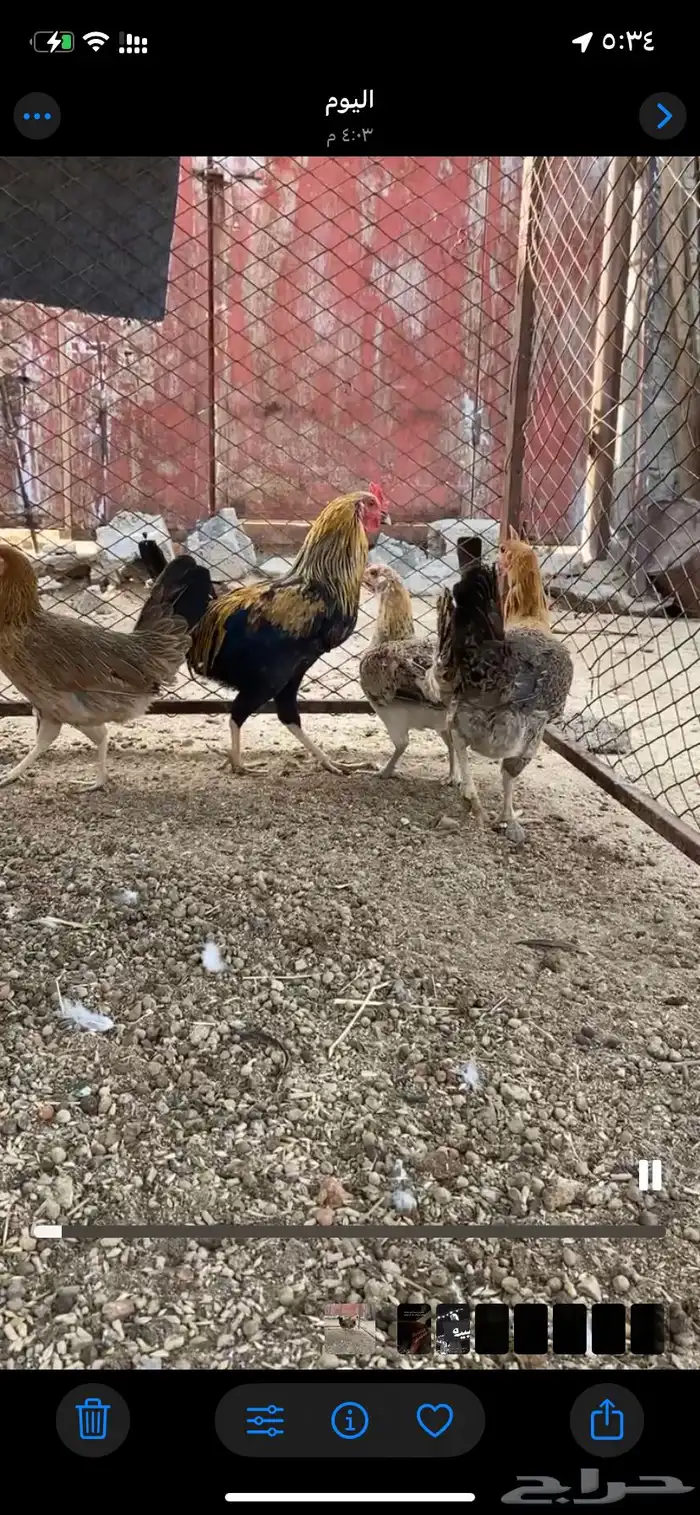 دجاج عربي وبلدي 2