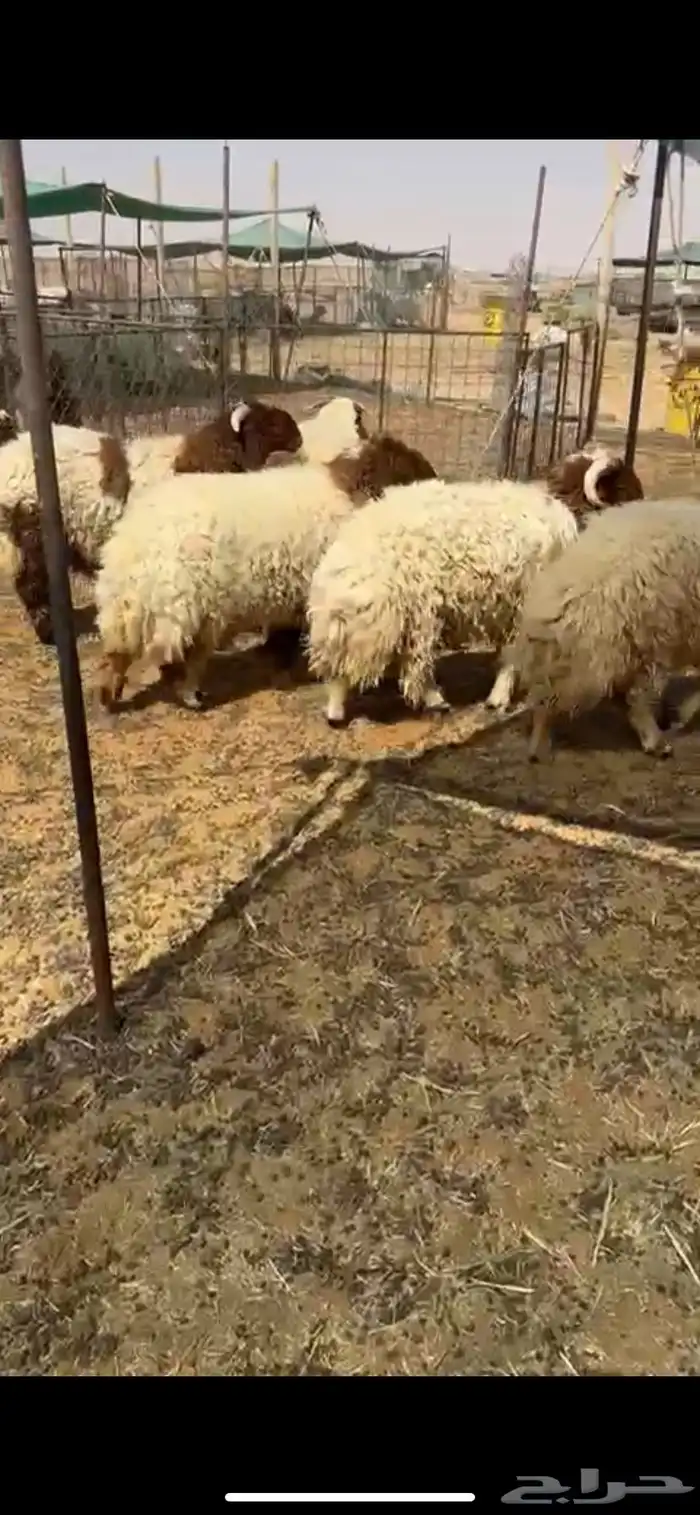 للبيع بهم 3