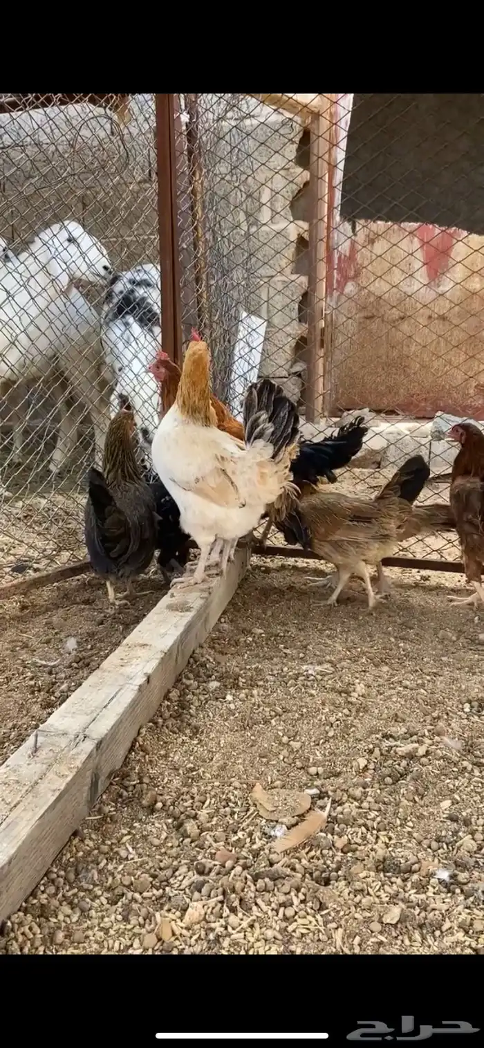 دجاج عربي وبلدي 1