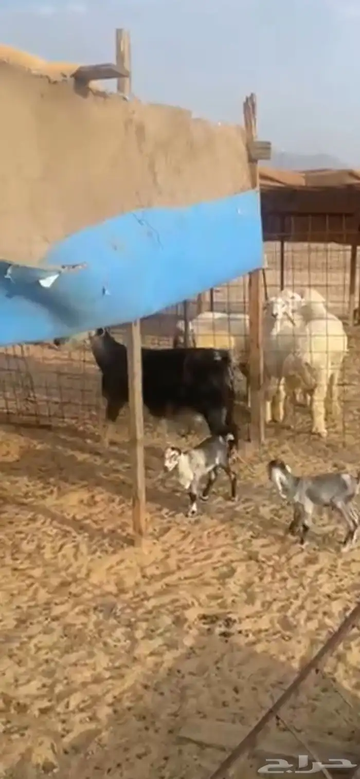 عنز متاوم 1