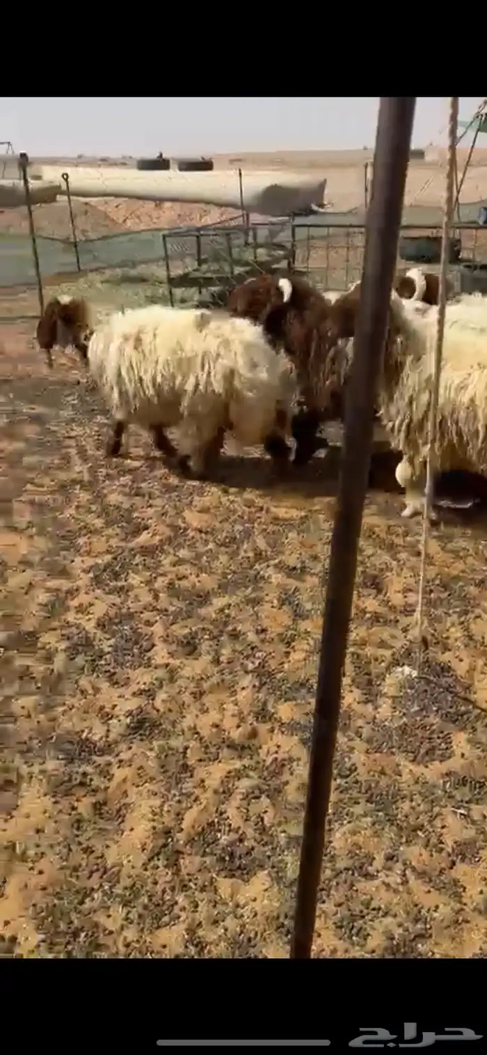 للبيع بهم 0