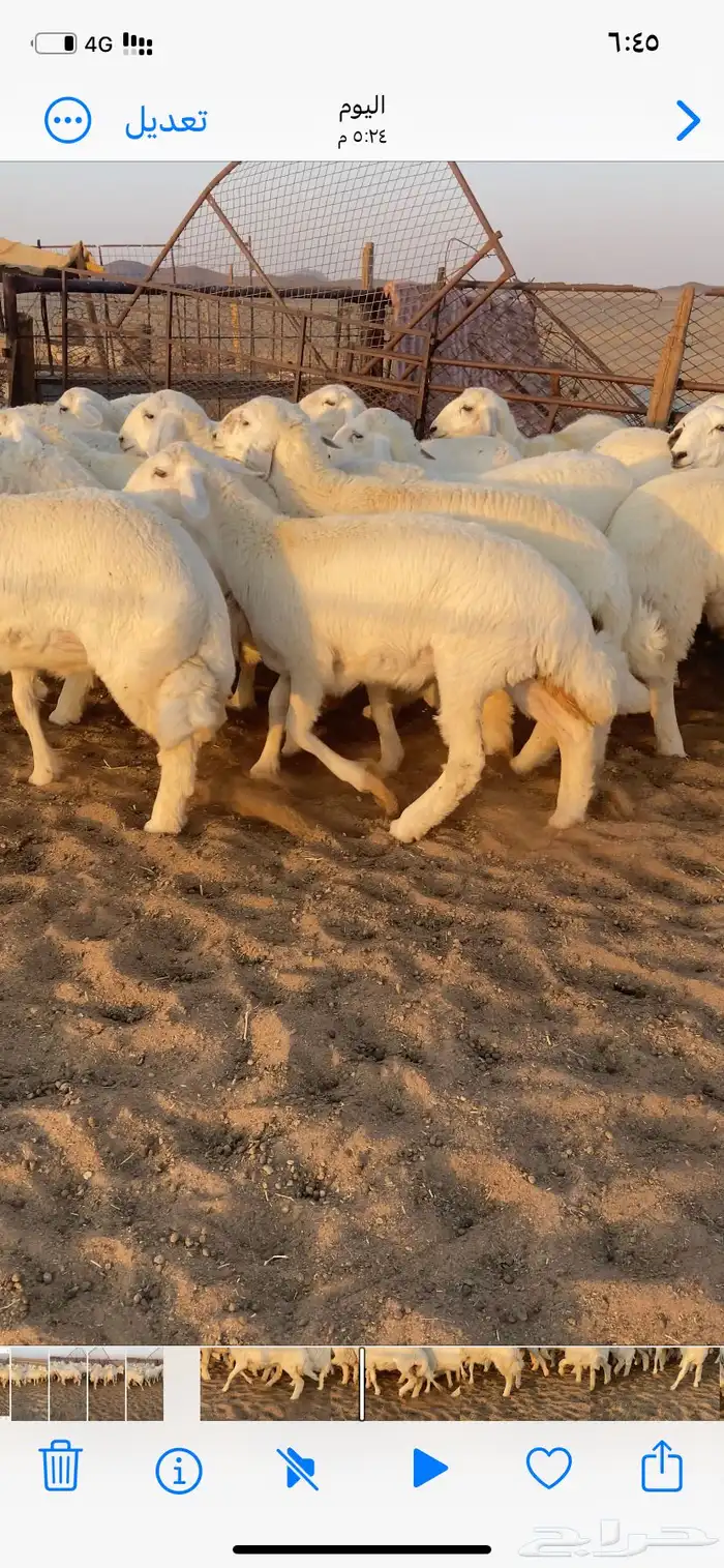رخال صنف. مقاني 4