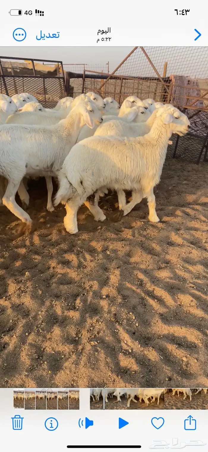 رخال صنف. مقاني 11