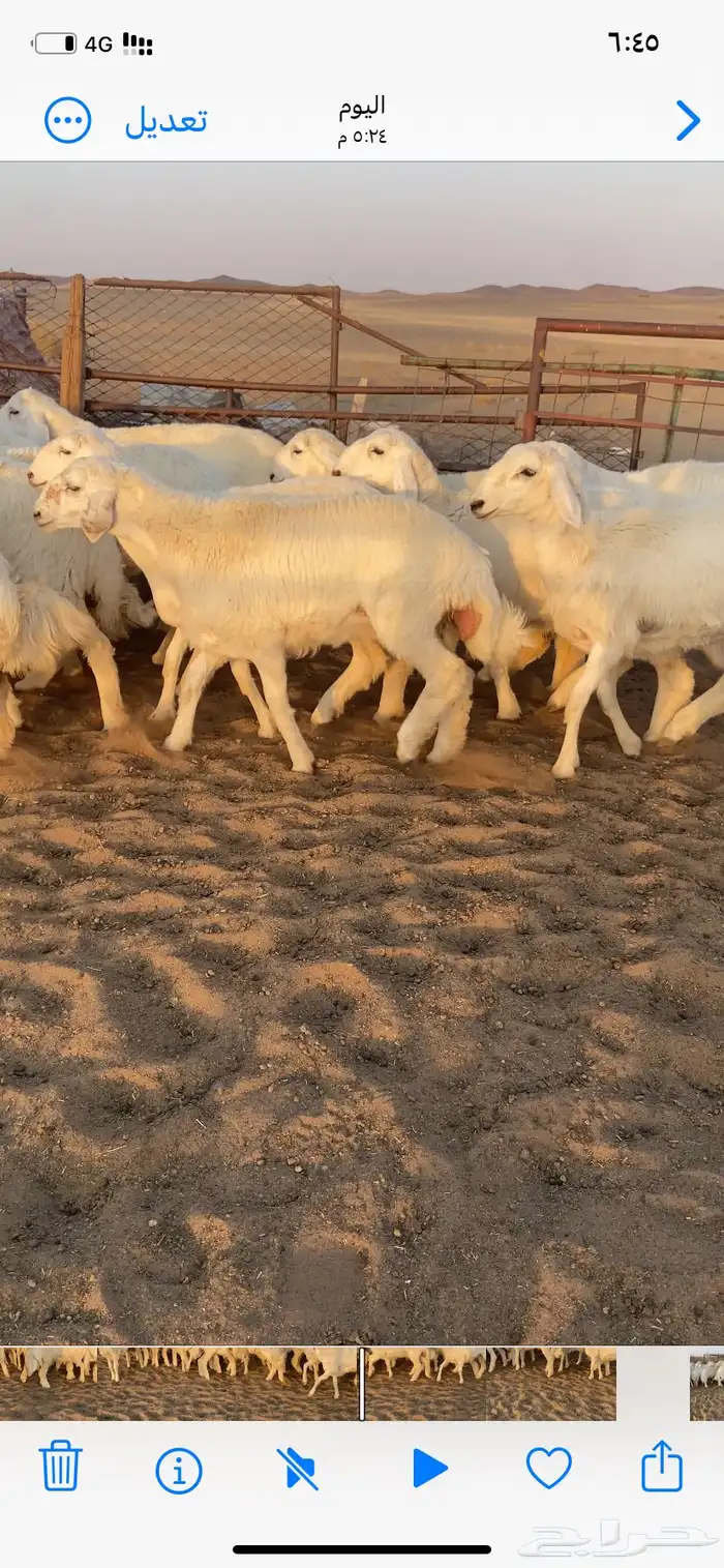 رخال صنف. مقاني 3