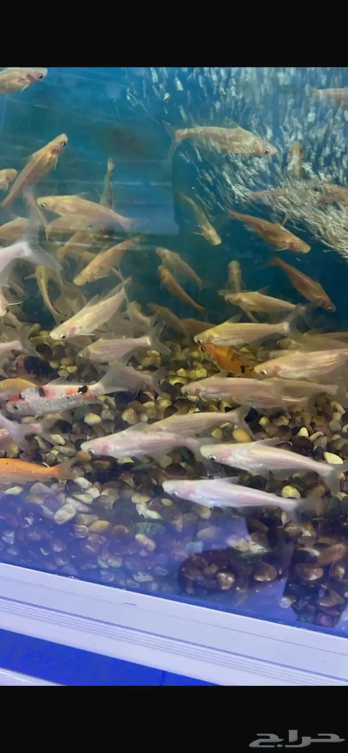 متوفر جميع انواع اسماك الزينة جملة و قطاعي متوفر سمك بحري 9