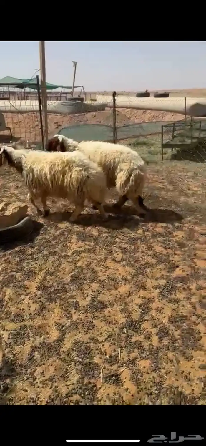للبيع بهم 2