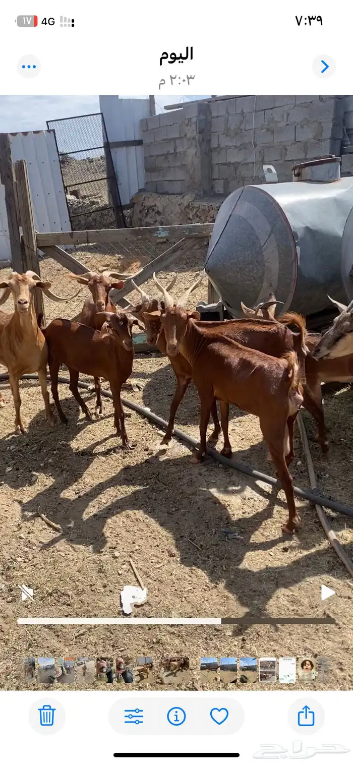 معزا جنوبيات جمله وتفريد 4