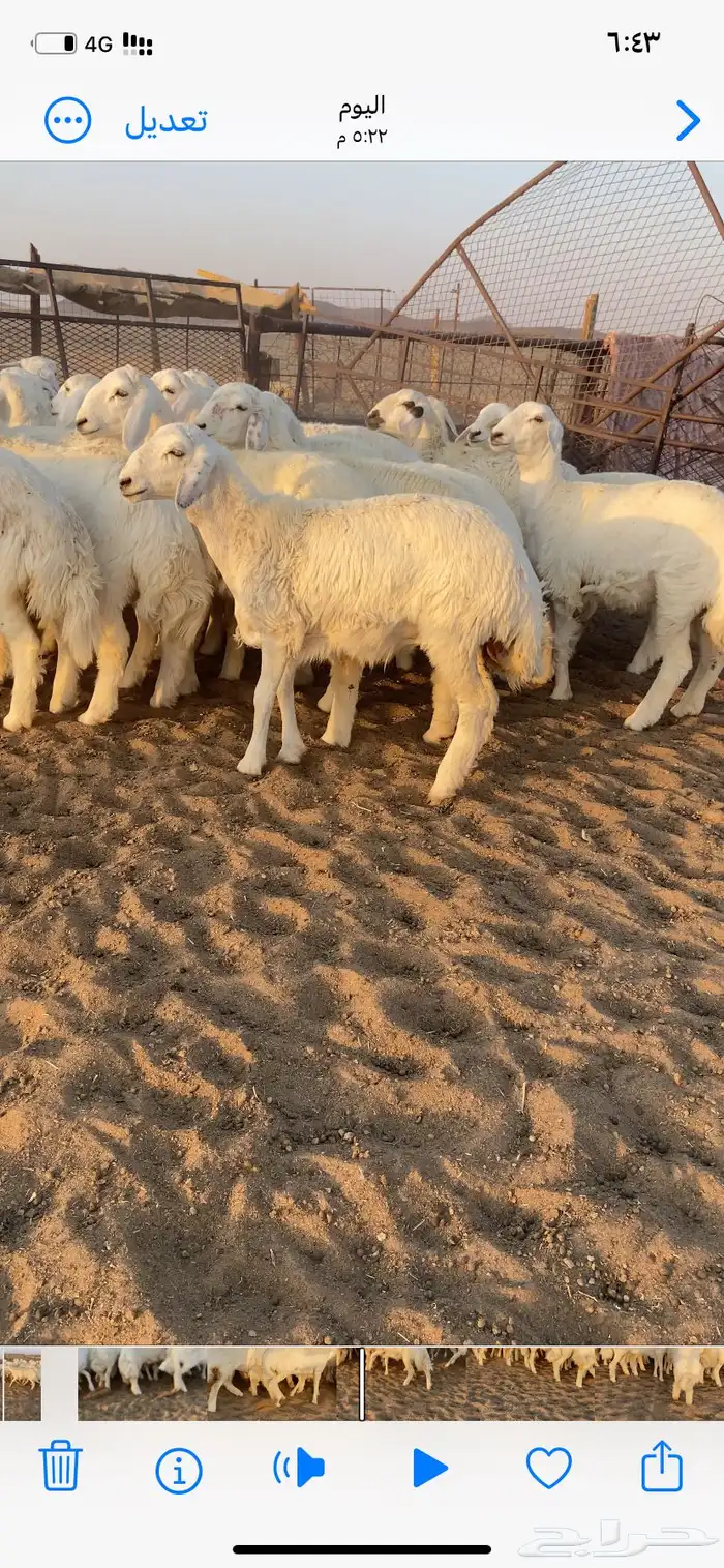 رخال صنف. مقاني 12